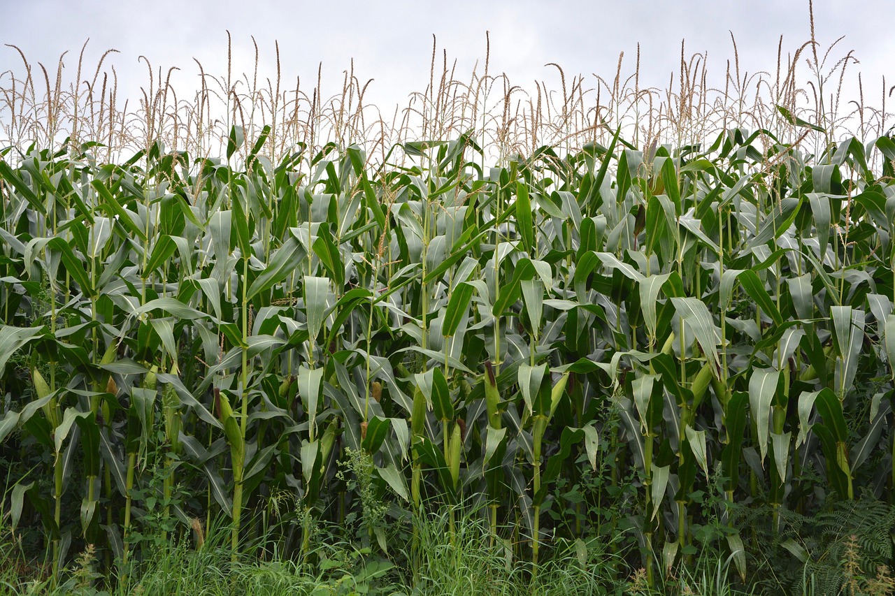 Land Leasing Image